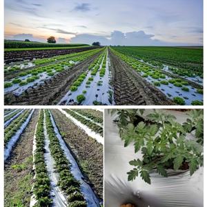 TEMU 실버-블랙 듀얼 컬러 지력지, 고강도 제초 플라스틱 필름. 벌레 방지, 수분 및 열 보존, 광합성 촉진, 비료 절약 및 과실 착색. 주간 반사, 야간 단열. 채소 온실 및 과수원에 적합