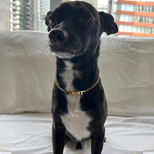 TEMU 굵은 글꼴의 맞춤 이름 목걸이, 두꺼운 체인 포함, 강아지 및 고양이에게 적합, 스테인리스 스틸 재질, 개인 맞춤 이름표 펜던트 목걸이 선물