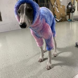 TEMU 유럽 및 미국 패션의 애완견, 트렌디, 홀치기, 프린트 플리스, 따뜻함, 얼룩말, 강아지, 사냥견, 휘펫, 고양이 잡는 견과 하이넥 칼라. 가을/겨울 따뜻한 원지 카테고리: 점프수트