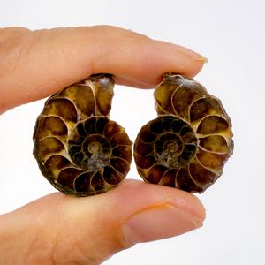 TEMU 1쌍 (2팩) 고품질 리얼리스틱 인공 소라 암모나이트 화석, 나선형 패턴 조개껍질 조각, 화석 컬렉션, 표본, 광물 샘플, 지질학 및 생물학 애호가를 위한 선물, 천연석 공예, 교육용 과학 장식, 독특한 홈 선물 아이디어, 리얼리스틱 화석 디자인, 화석 장식
