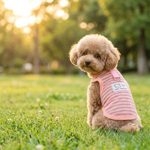 TEMU 봄 & 여름용 통기성 얇은 애견 조끼 | 소형견 (테디, 비숑, 포메라니안)용 하네스 스타일 강아지 옷 | 털 빠짐 방지 애견 의류