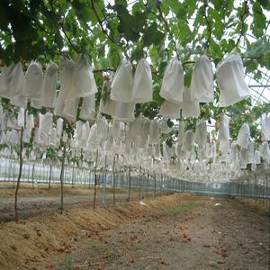 TEMU 120개 흰색 메시 과일 보호 백 | 내구성이 뛰어난 PP/TPE 부직포 원단, 해충 및 새 방지, 포도밭 및 가정 정원 가꾸기에 적합