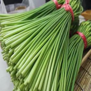[철따라농산물]남해 마늘쫑 마늘종 특품 2kg + 양파한알서비스