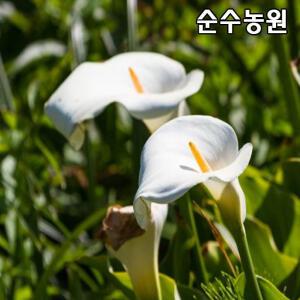 물카라 사각화분/수생식물/다년초