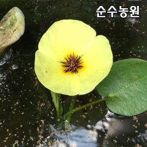 물양귀비 사각화분/수생식물/다년초