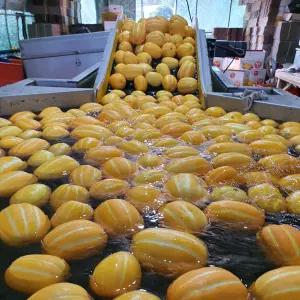 성주참외/맛있는성주 꿀 참외/가정용10kg(소과)