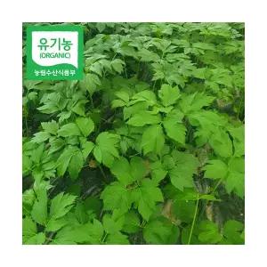 국내산 친환경 유기농 신선초 녹즙 샐러드용 1kg 2kg 3kg 주스용 쥬스용