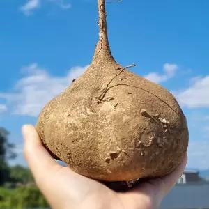 멕시코 감자 히카마 얌빈 5kg 10kg