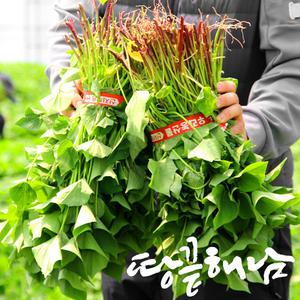 해남 무균모 호박고구마모종 10kg / 천연비료 고구마모종