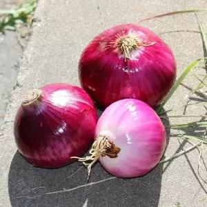 국내산 깐 자색양파 6개(2kg내외)