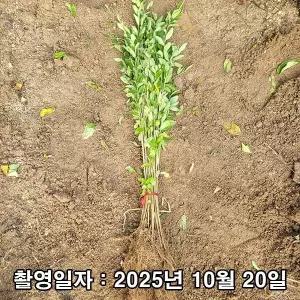 [나무생각]착한가격 나무생각 / 쥐똥나무 / 실생2년 / 뿌리묘(10주 묶음)