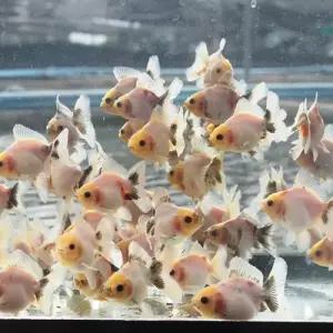 [에이투비]먹눈 로즈테일 오란다 / 5-6cm / 1마리