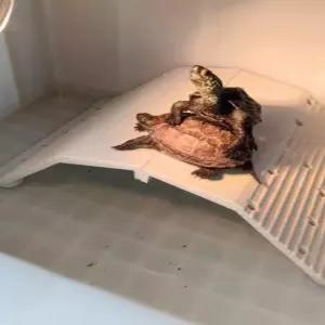 반수생 거북이 어항 육지 터틀텁 은신처 쉼터 사다리 대형 일광욕 수생 건조대