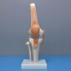 무릎 모형 병원 골격 뼈대 해부학 교구 시뮬레이션 인체 교육용