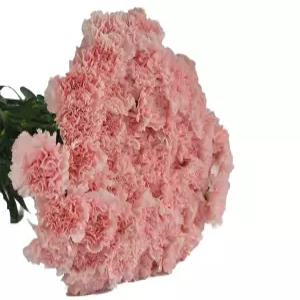 Farm2Door 산 75 신선한 핑크 카네이션 생일 발렌타인 및 의 날을 위한 꽃