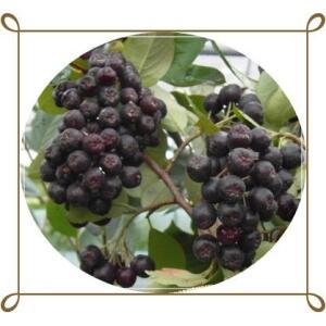 아로니아/Aronia melanocarpa/블랙초코베리/퍼플초코베리/Aronia/과일나무/결실주1주/실생2년묘목5주