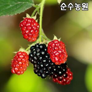 슈퍼블랙베리나무 묘목 삽목2년 뿌리묘 3개/가시없는 복분자/유실수/과실수