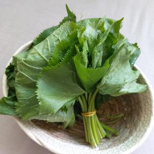 강원도 인제  곰취 곤달비 2kg 생곰취나물