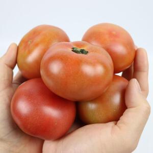 금순농장 새콤달콤 토종 토마토(동양계) 5kg(대중소혼합)