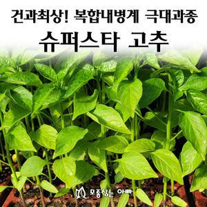 [모종심는아빠] 건과최상 복합내병계 극대과종 슈퍼스타 고추 모종72개(트레이한판)