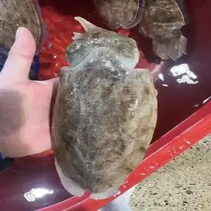 국내산 생물 갑오징어 1kg 횟감용 특대 갑오징어 오징어 회 구이 숙회 탕 볶음 통찜 술안주 손질