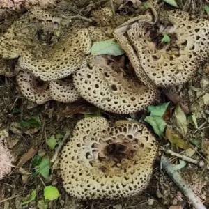 싱싱햇 자연산 능이버섯 중국산 냉동 수입 능이 1kg 2kg