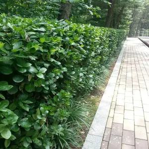 묘목/사철나무 /키 1.5m / 뿌리묘 / 5주 묶음 TN917