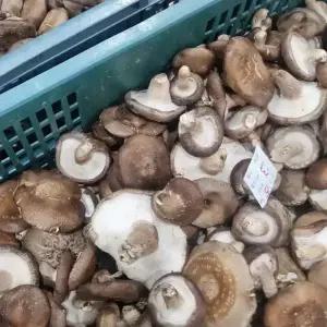 국내산 생 표고버섯 파지 1kg~ 가정용 못난이 표고 실속형