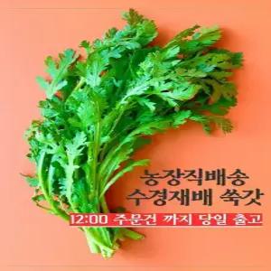 수경재배 당일수확 쑥갓 4kg [원산지 - 경남 고성]