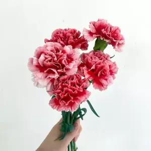 오후의 꽃 생화 카네이션 5송이 꽃다발 어버이날 스승의날 꽃배달싼곳