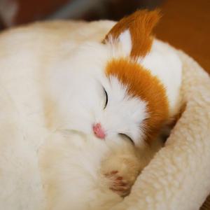 숨쉬는 인형 고양이 브리티쉬