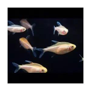 [에이투비]알비노 블랙네온 테트라 / 2-3cm 내외 / 5마리