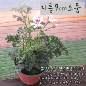 [허브여울제라늄] 엔젤소피 (흰색 무늬종 랜디 리갈제라늄) 지름 9cm 소품화분 (좋은흙만 사용)