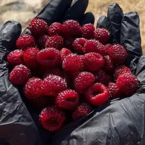 청도 산 딸기 500g 햇 산딸기 생과 생산딸기 노지산딸기 하우스산딸기 청도딸기 햇딸