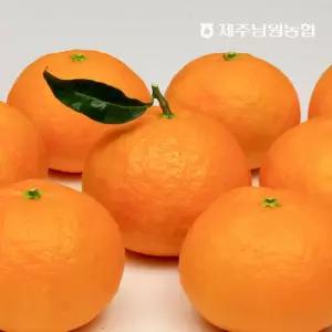 제주남원농협 산지직송 봄에 먹는 귤 고당도 과즙 가득 카라향 4.5kg 소과
