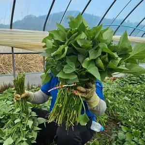 해남 호박 고구마 모종 3kg 해남고구마 순 해남 호박 고구마 순 모종 고구마묘종 고구마종순
