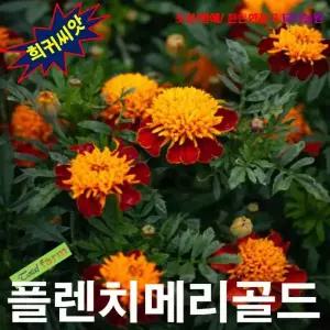 (희귀씨앗) 프렌치메리골드 Tiger Eyes 20립