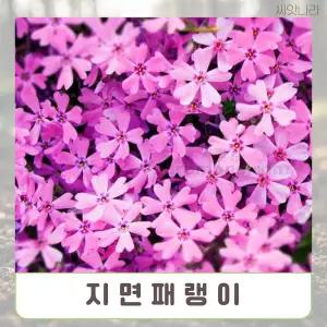 꽃잔디과/지면패랭이씨앗 (300알)/연중파종