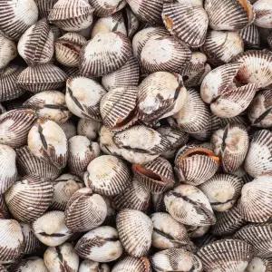 특대 새꼬막 2kg 30-40미
