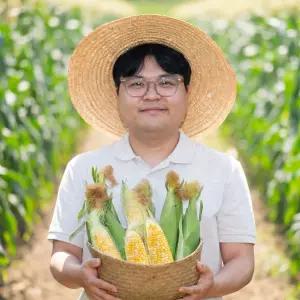 [예약판매][대한민국농수산] 제철 특품 초당 옥수수