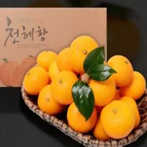 제주 천혜향 흠과 가정용 4.5kg 신선한 감귤 맛있는 오렌지