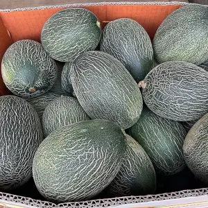 고령 그린 하미과 메론 5kg 못난이 랜덤 고령 하미과 멜론 하미멜론 고령멜론 고당도멜론 성산멜론