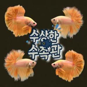 [수상한수족관] [하프문베타 ]솔리드색상 옐로우 하프문 수컷 베타 / 1마리 / 랜덤발송
