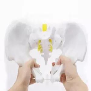 여성 골반 산부인과 대퇴골 신체 병원 뼈 허리 밴드 모형 교육 골반저근