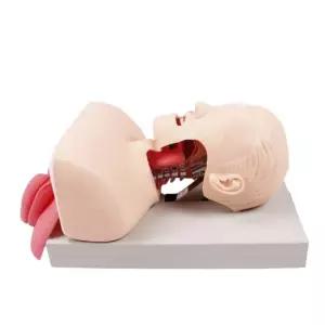 기도확보모형 기관내삽관 실습 마네킹 심폐 소생 삽입 처치 응급 시뮬레이션 구조 반복 훈련