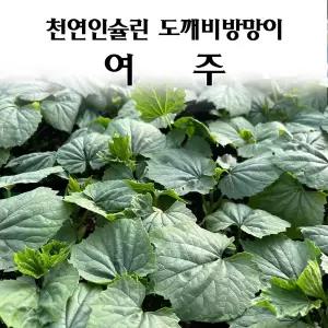 [모종심는아빠] 천연인슐린 도깨비방망이 여주 모종