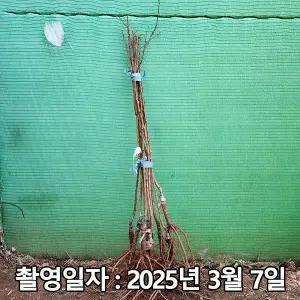 살구나무 / 하코드 / 접목1년(특묘) / 1등묘