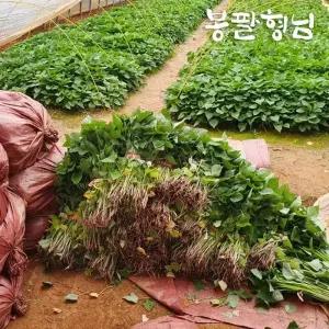 꿀고구마모종 1단 고구마종순 신품종 해남농장