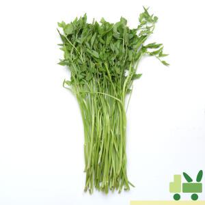 돌미나리 1Kg