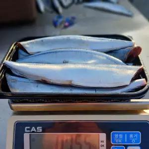 국내산 손질 생물 꽁치 1kg(7미 내외)